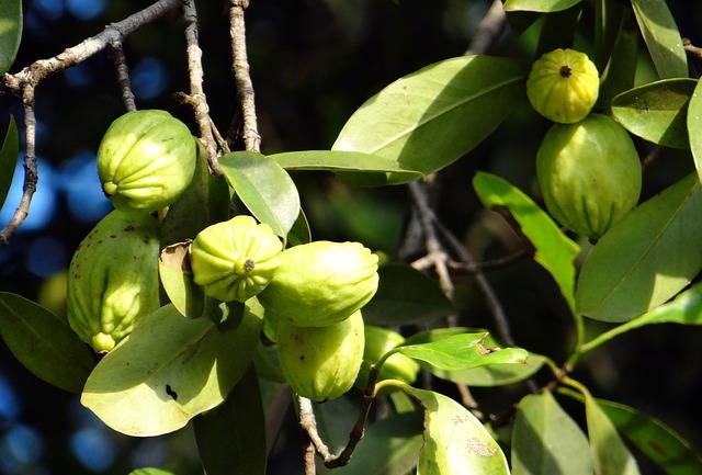 fruto garcinia cambogia